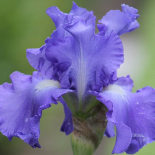 Bearded Iris 'Victoria Falls' (Rebloomer)