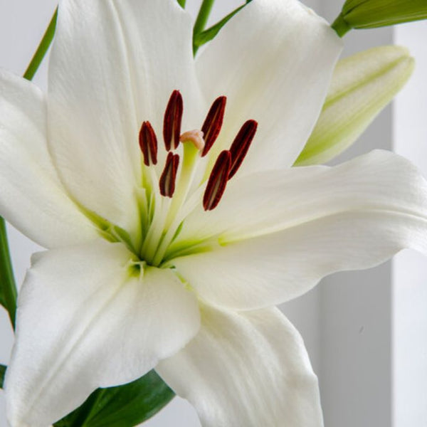 Volvic_500x500_fba3d0e2-3736-