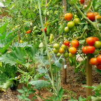 Thumbnail for Weekend Warrior Gardener - 10 Varieties for Backyard Sized Gardens