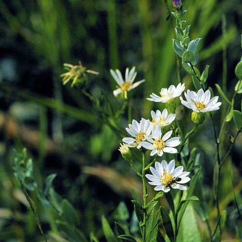 White Upland Aster - Prairie Native, Forest Native, (Solidago ptarmicoides)