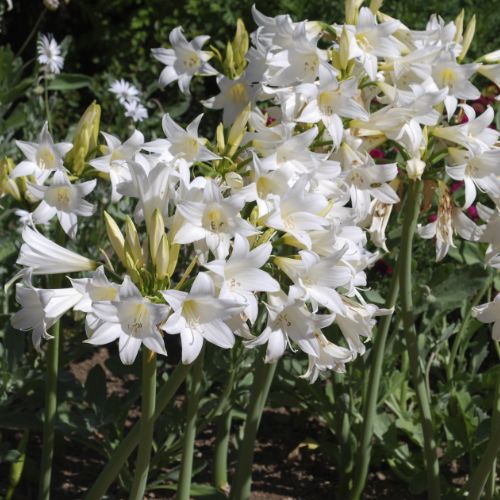 White Belladonna Naked Lady Lily