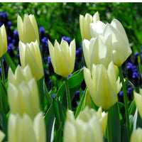 Thumbnail for Lily Tulips 'White Triumphator' Tulip Bulbs (Lily Tulips), White Tulips