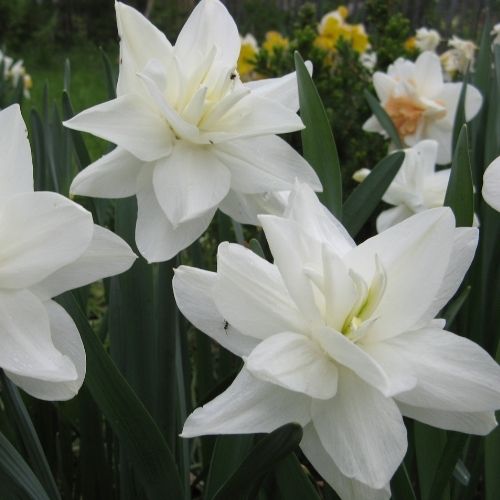 Narcissi Double 'White Medal' Daffodil (Early to Mid)