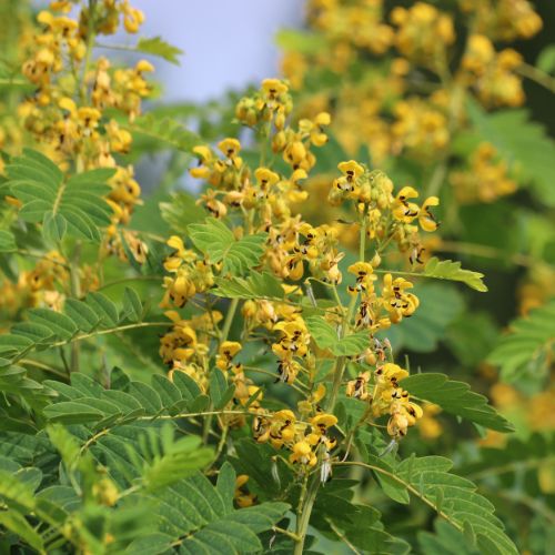 Wild Senna - Central, Eastern US Native, One of Nature's Legumes