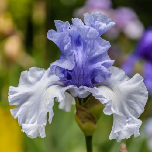 Bearded Iris 'Wintry Sky' ,German Iris