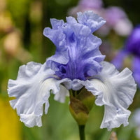 Thumbnail for Bearded Iris 'Wintry Sky' ,German Iris