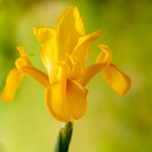 Yellow Dutch Iris