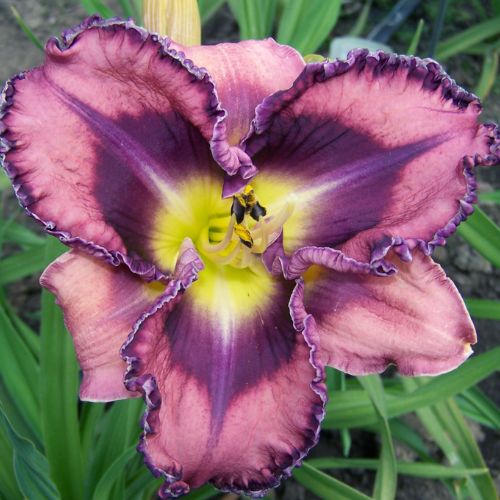 Daylily 'You've Got Soul' (Hemerocallis)