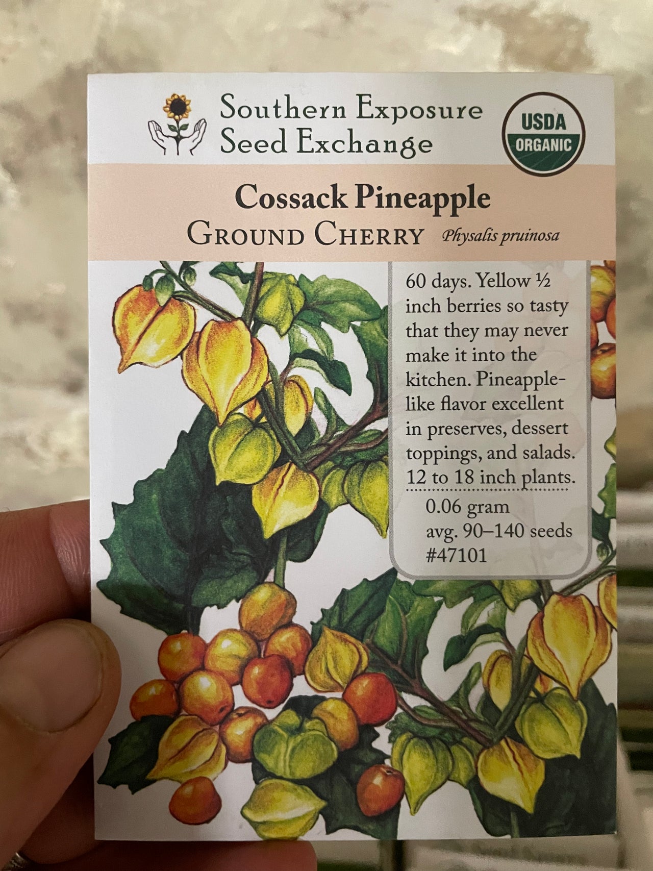 Cossack Pineapple Ground Cherry, Organic, Ancient Heirloom