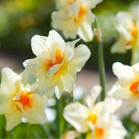 Thumbnail for Acropolis Daffodil