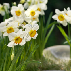 Small-Cupped ‘Actaea’ Daffodil, Pheasant's Eye Daffodil