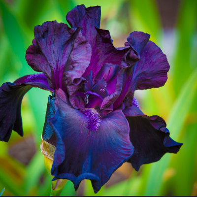 Bearded Iris 'All Night Long'