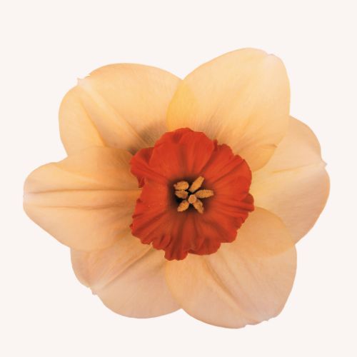 Altruist Daffodil