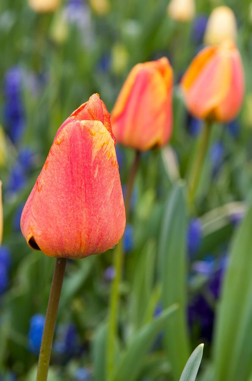 Darwin Hybrid 'Apeldoorn' Tulip, Spring Flowers (Mid to Late)