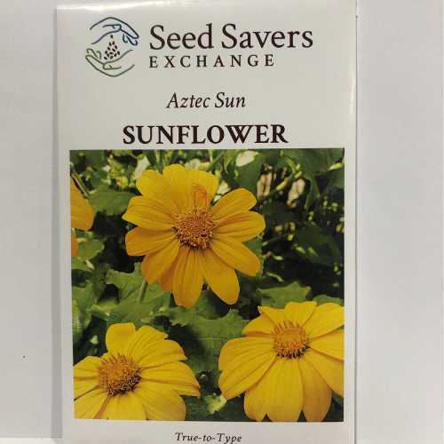 Aztec Sun Sunflower or Yellow Mexican Sunflower