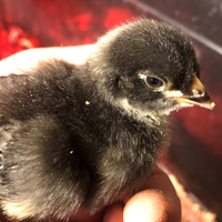 Thumbnail for Barred Holland Chicks (Hatched)