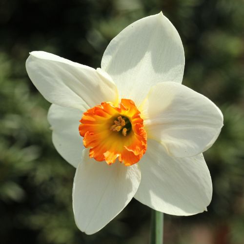 Small-Cupped ‘Barrett Browning’ Daffodil
