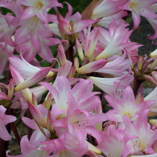 Amaryllis Belladonna (Belladonna Lily), Naked Lady, Surprise Lily, southern climates