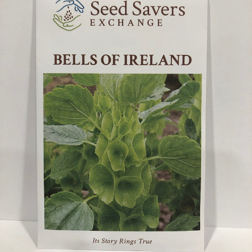 Bells of Ireland Flower