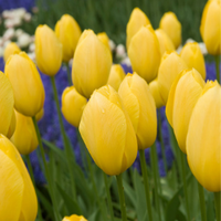 Thumbnail for Big Smile Tulip, Tulip Bulbs, Yellow Tulips