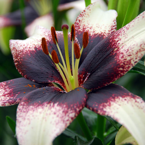 Lilium Asiatic 'Black Eye' (Asiatic Lily)