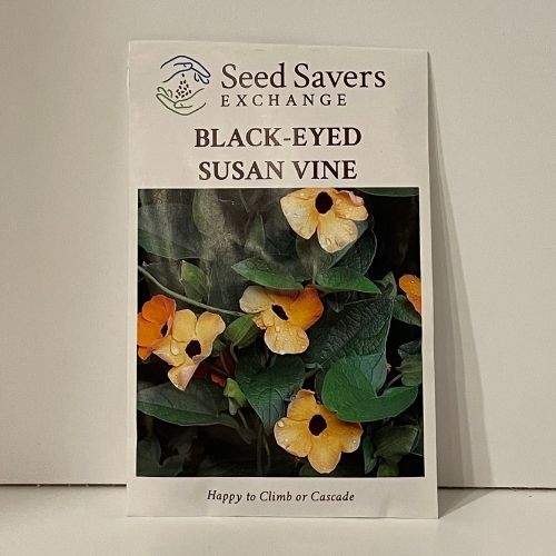 Black-Eyed Susan Vine Seeds