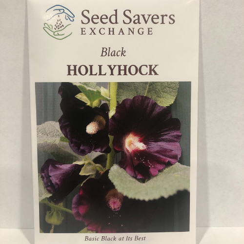 Black Hollyhock Flower, Heirloom pre-1629