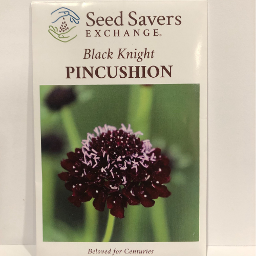 Black Knight Pincushion Flower, Scabiosa