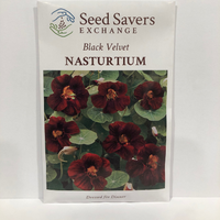 Thumbnail for Black Velvet Nasturtium Flower
