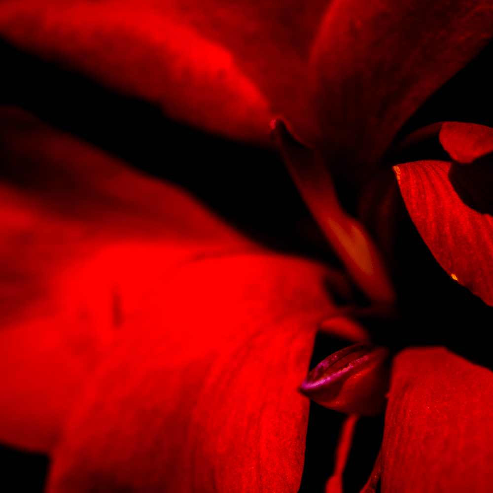 'Black Knight' Brown-leaf Canna Lily
