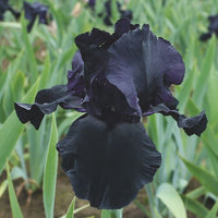 Thumbnail for Blackwater Bearded Iris