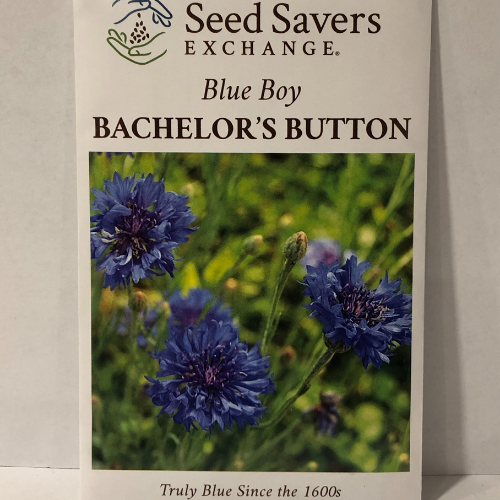 Blue Boy Bachelor's Button Flower pre-1600 Heirloom