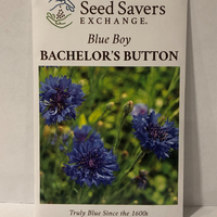 Thumbnail for Blue Boy Bachelor's Button Flower pre-1600 Heirloom