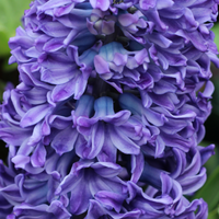 Thumbnail for Hyacinth 'Blue Pearl'