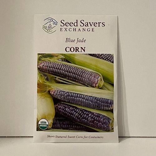 Blue Jade Corn Open Pollinated Organic