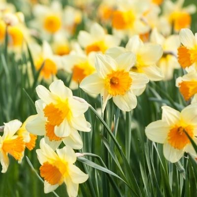 Blushing Lady Bunch Flowering Daffodil, (Midseason Flowering)