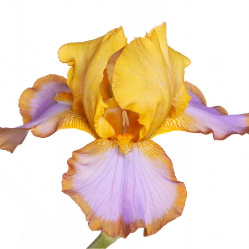 Brown Lasso German Bearded Iris