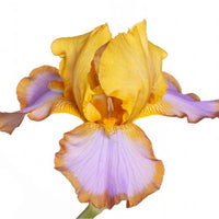 Thumbnail for Brown Lasso German Bearded Iris