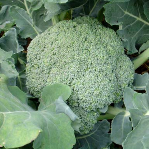 Calabrese Broccoli, 1880 Heirloom, Organic