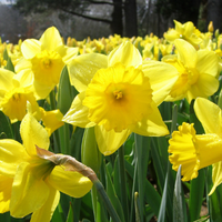 Thumbnail for Large Cupped 'Carlton' Daffodil (Midseason Flowering)
