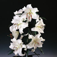 Thumbnail for Casa Blanca Oriental Lily