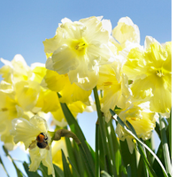 Thumbnail for Butterfly Daffodil - ‘Cassata’ Daffodil (Midseason flowering)