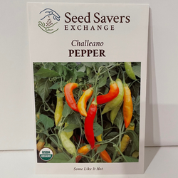 Challeano Pepper (Hot), Organic