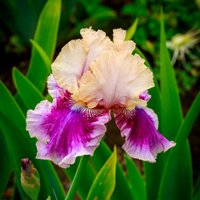 Thumbnail for Bearded Iris 'Cherry Blossom Song' ,German Iris
