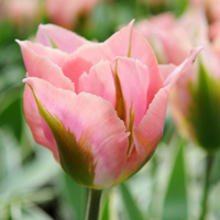 Thumbnail for China Town (Green Tulip) Tulip Bulbs