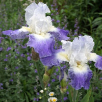 Thumbnail for Clarence Bearded Iris