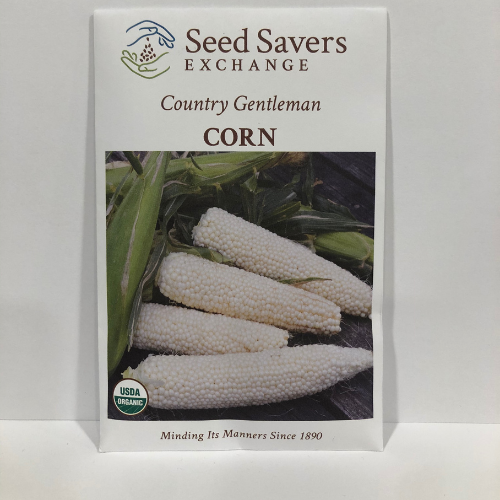 Country Gentleman Corn, 1890 Heirloom, Organic