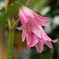 Thumbnail for Cape Lily Rosea (Crinum powellii Rosea), 1 Jumbo Bulb