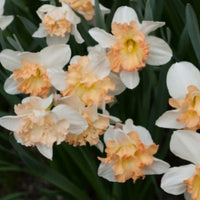 Thumbnail for Butterfly Daffodil - ‘Cum Laude’ Daffodil (Midseason flowering)