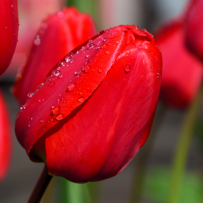 Tulip Darwin Hybrid 'Lalibela' Red